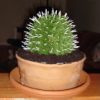 CAKE.Cactus.jpg